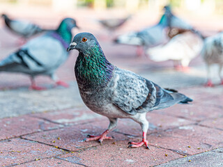 Pigeons feeding on bread crumbs at the Park