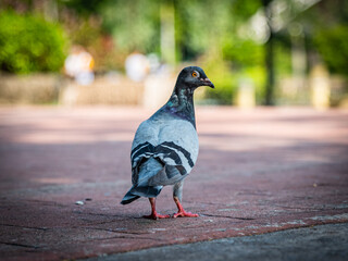 Pigeons feeding on bread crumbs at the Park