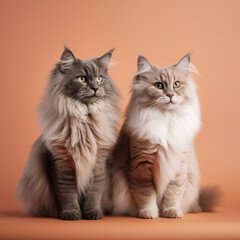 Studio shot of two cats sitting on a single color background