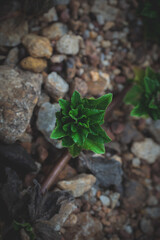 Close up of small green plant in the garden.