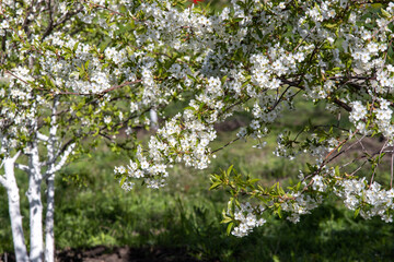 white flowers fruit trees closeup spring nature