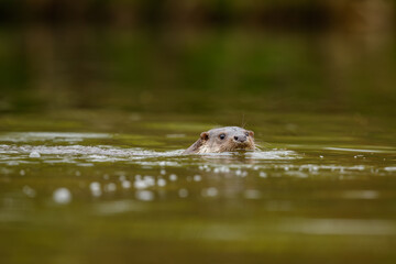 Eurasian otter swimming in the water. Detail of head above the water. Lutra lutra, wildlife, Slovakia.