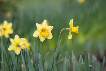 Narcissus, yellow flower on a blurred green background.