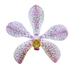 White orchid flower with purple dots isolated on transparent background