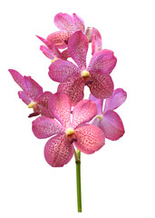 Bouquet of pink orchids with purple dots isolated on transparent background