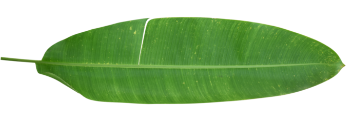 Heliconia leaf isolated on transparent background