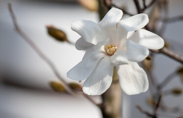 White magnolia flowers bloom, spring.
