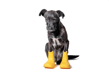 sad mongrel puppy of black color in yellow rubber boots on a white background