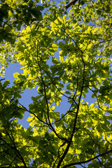 The young green leaves of the tree are the background of nature.