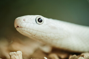 Close-up of head and eye of white rat snake which represents exotic pet and can be used in animal...
