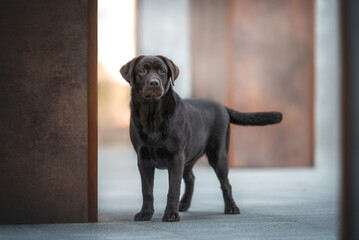 Beautiful chocolate brown labrador retriever dog standing among brown and grey columns