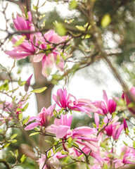 Fototapeta na wymiar blooming pink purple magnolia tree in the park in spring