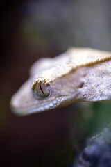 Reptile Crested Gecko in nature with beautiful colors in large terrarium
