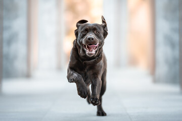 Beautiful chocolate brown labrador retriever dog running among brown and grey columns with sunlight in background