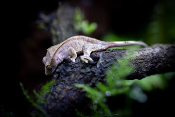 Reptile Crested Gecko in nature with beautiful colors in large terrarium