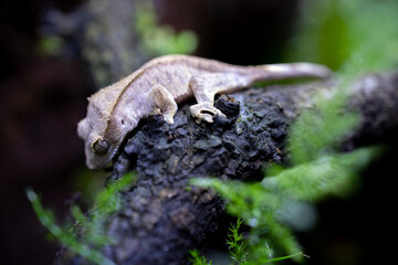 Reptile Crested Gecko in nature with beautiful colors in large terrarium