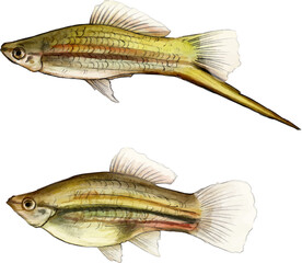 Swordtail Fish: A Striking Beauty of Freshwater Aquariums