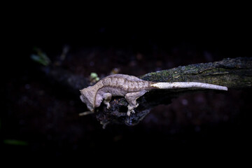 Reptile Crested Gecko in nature with beautiful colors in large terrarium