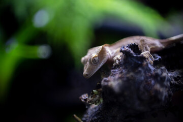 Reptile Crested Gecko in nature with beautiful colors in large terrarium