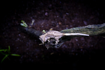 Reptile Crested Gecko in nature with beautiful colors in large terrarium