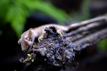 Reptile Crested Gecko in nature with beautiful colors in large terrarium
