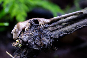 Reptile Crested Gecko in nature with beautiful colors in large terrarium
