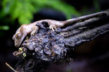 Reptile Crested Gecko in nature with beautiful colors in large terrarium