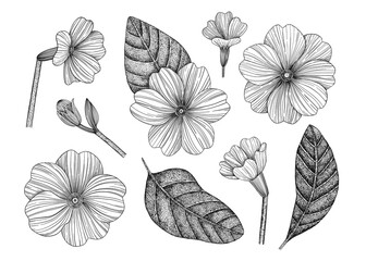 A set of flowers and leaves. Hand-drawn. Graphics. Engraving. Vintage-style flowers