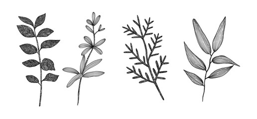 A set of different twigs. Collection of branches. Hand-drawn. Graphics. Engraving