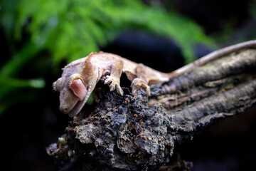 Reptile Crested Gecko in nature with beautiful colors in large terrarium