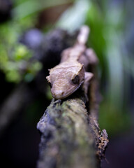 Reptile Crested Gecko in nature with beautiful colors in large terrarium