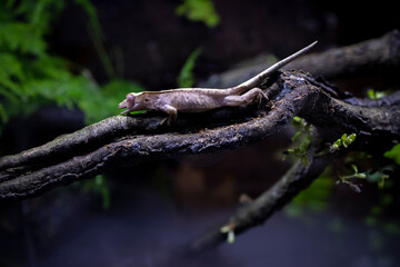 Reptile Crested Gecko in nature with beautiful colors in large terrarium