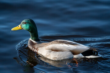 Male mallard (Anas platyrhynchos) swimming in the lake of Näsijärvi in Finland
