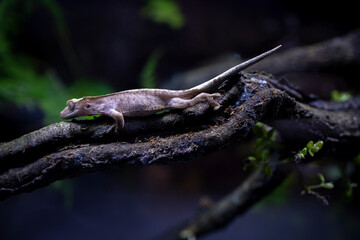 Reptile Crested Gecko in nature with beautiful colors in large terrarium