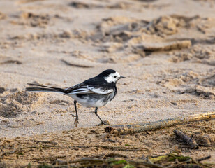 Common wagtail on sandy beach