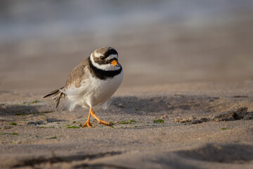 Ringed Plover on beach