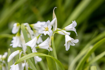 Fototapeta premium white spring wildflowers on Causeway Coast Northern Ireland