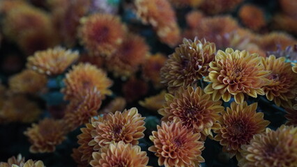 Chrysanthemum Kaleidoscope