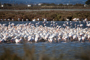 Wild Flamingos in Delta Ebro natural park, Tarragona, Catalonia, Spain. Birdwatching.. - 598590614