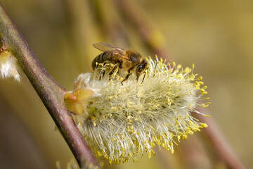 Honigbiene (Westliche Honigbiene - Apis mellifera) auf einem fast verblühten Weidenkätzchen im Frühling