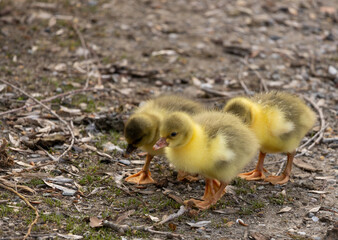 gosling, goose, bird, nature, wildlife, animal, beak