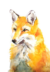 Fox watercolor illustration on white background