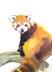 Red panda watercolor illustration on white background