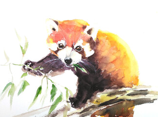 Red panda watercolor illustration