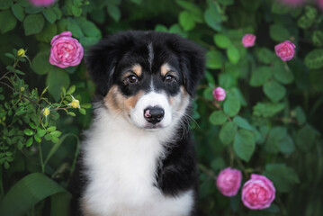 Close up portrait of beautiful black tricolor puppy of australian shepherd dog near green bush with blooming pink roses
