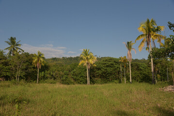 Tropical palm trees with coconuts and blue sky background. Natural landscape in Thailand, Philippines, Bali.