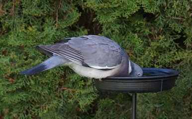 wood pigeon drinks water in the garden,ringeltaube trinkt wasser im garten