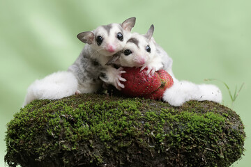 Two young sugar gliders are eating strawberries that have fallen to the ground. This mammal has the scientific name Petaurus breviceps.