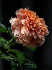 Shape and colors of Moulin de la galette roses that blooming