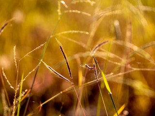 Fototapeta premium Grass flowers in the field and warm red light in the morning